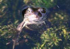 20090502 Frog